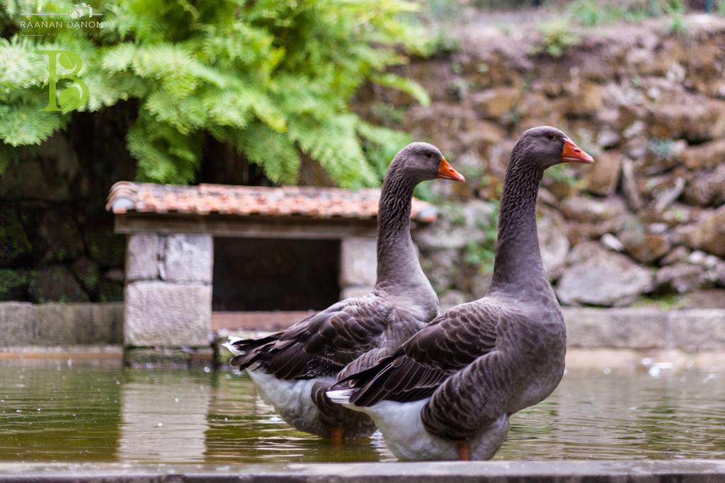 Quinta Da Bouca - Farm stay Pacos de Gaiolo
